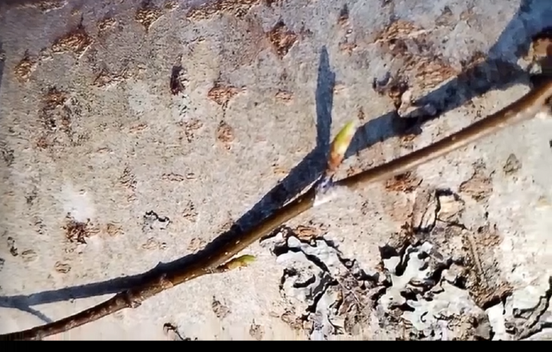 почки на дереве