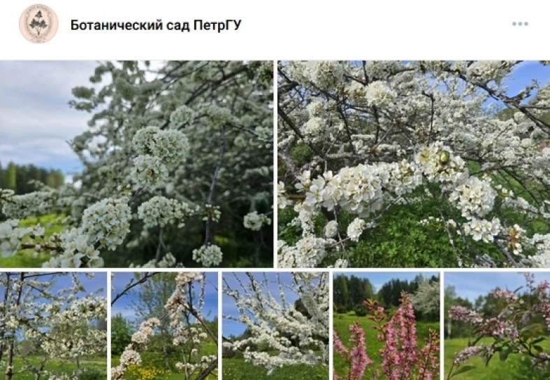 цветение