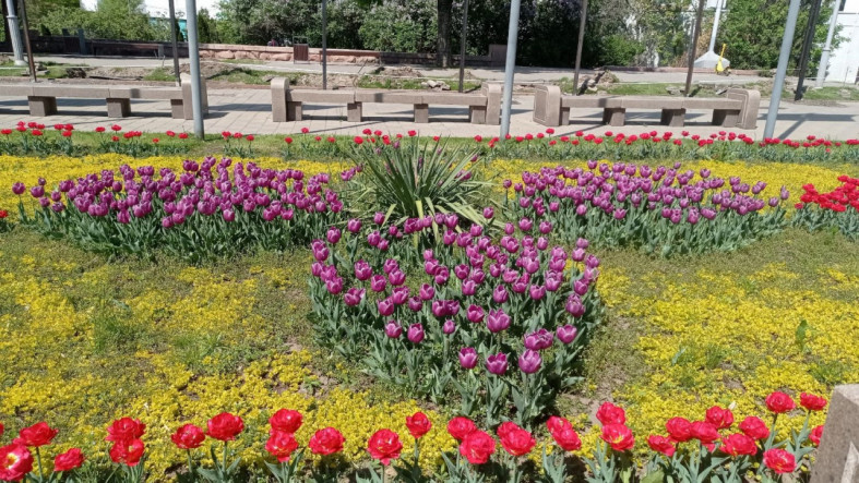 Клумбы с тюльпанами