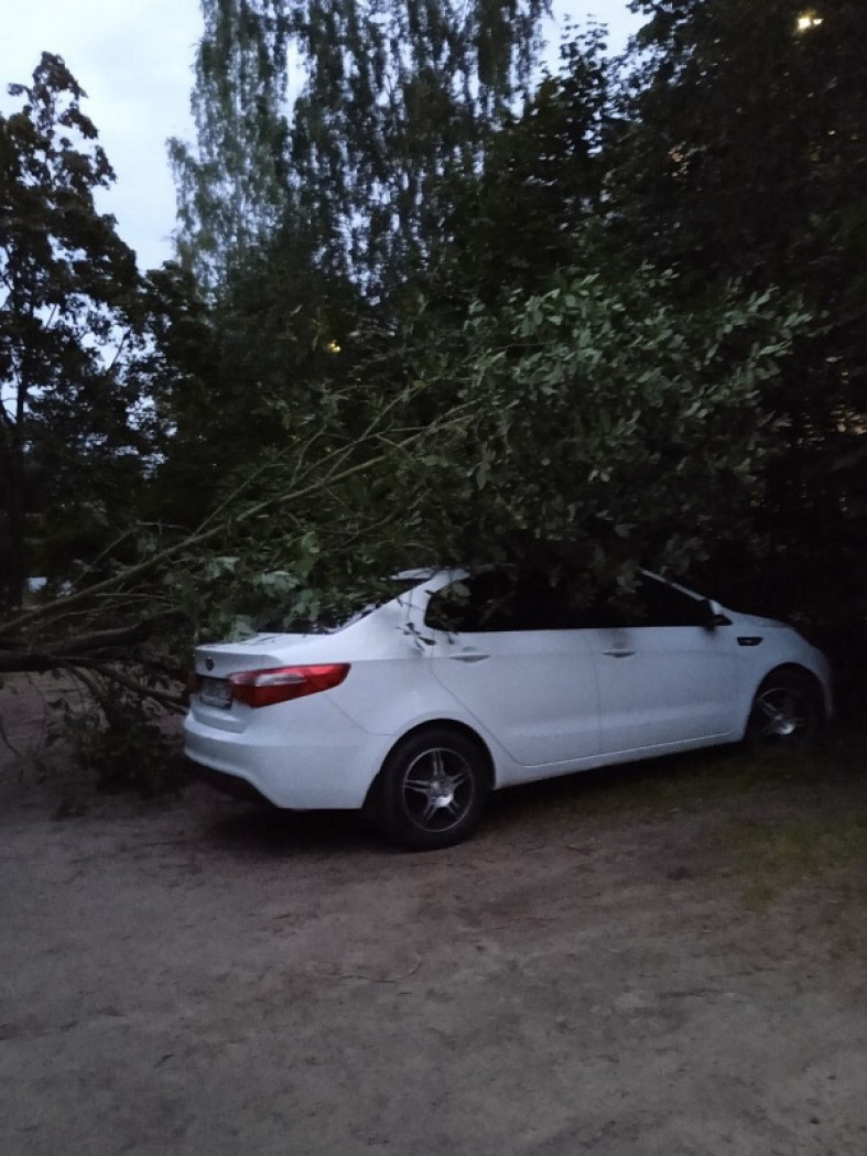 Дерево рухнуло на автомобиль в Петрозаводске | Петрозаводск ГОВОРИТ |  Газета 