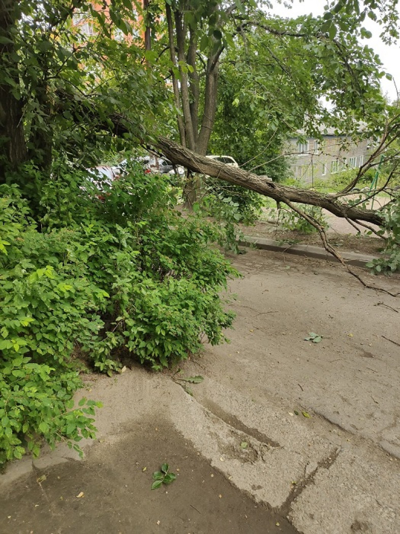 Дерево рухнуло на детскую площадку в Петрозаводске | 03.07.2023 | Новости  Петрозаводска - БезФормата