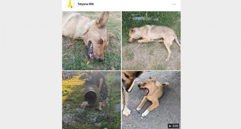 издевательства над собаками