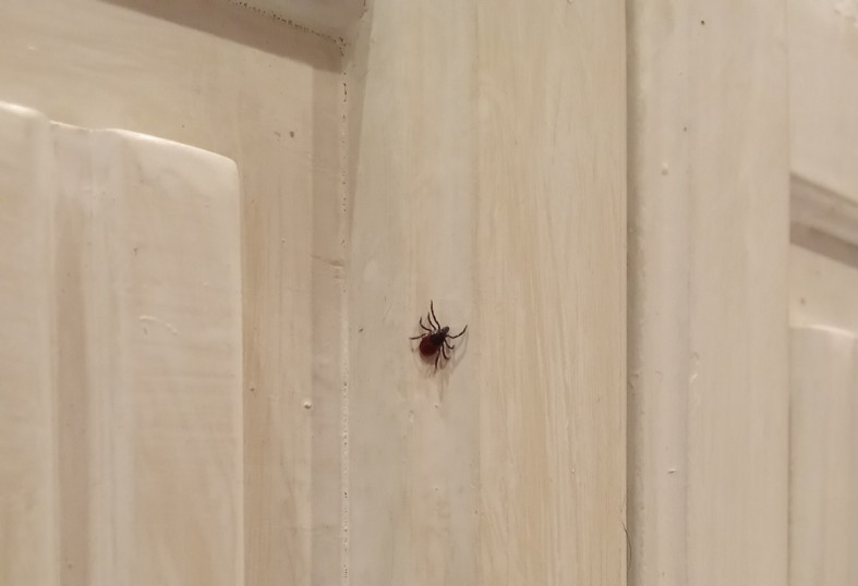 клещ на кровати