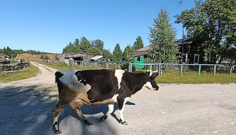 Корова идет по деревне