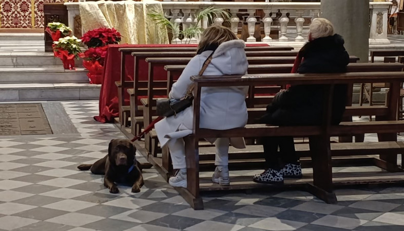 Собака в храме