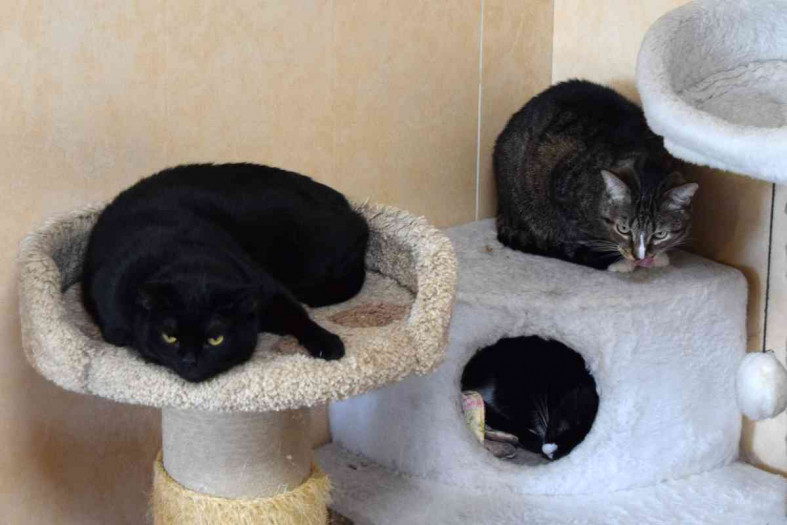 кошки в приюте
