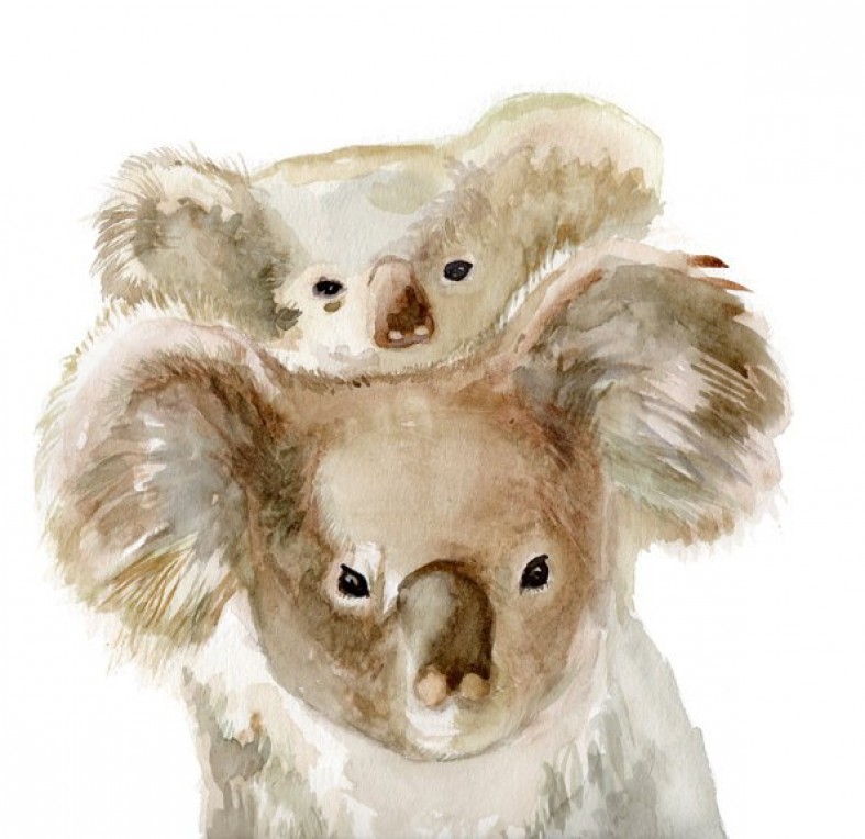 Коала с детенышем рисунок