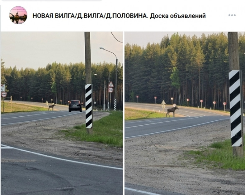 лось