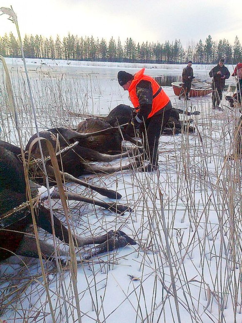 Лось в озере