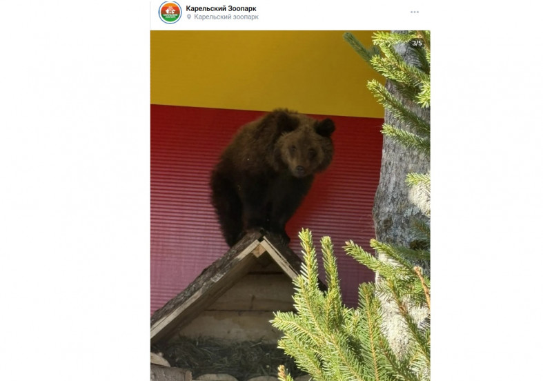 медвежонок