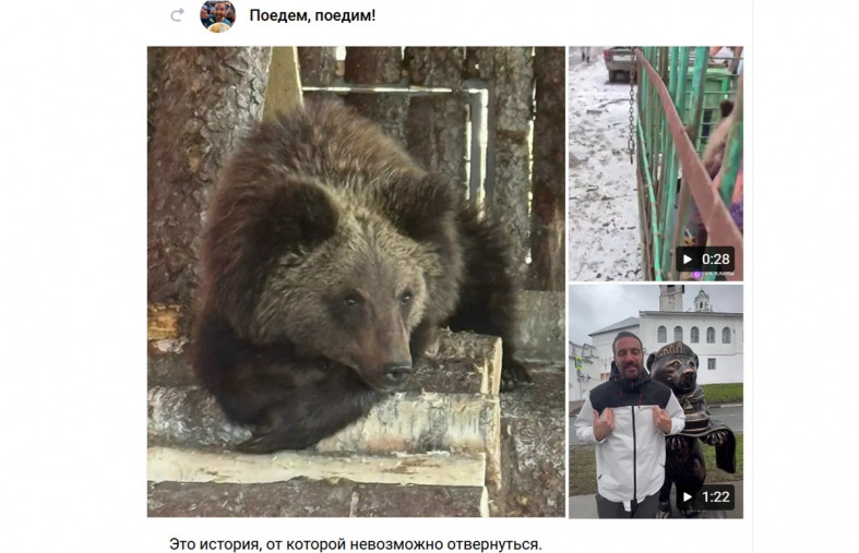 поддержка медвежонка