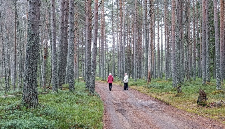 Шелтозерцы в сосновом бору
