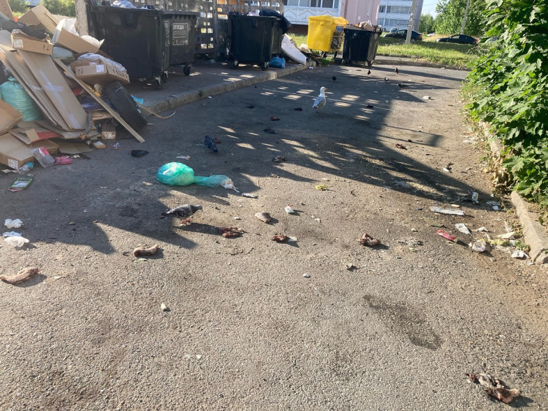 окорочка на помойке