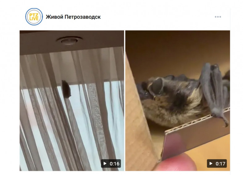 летучая мышь