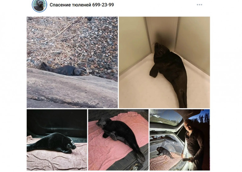 нерпенок