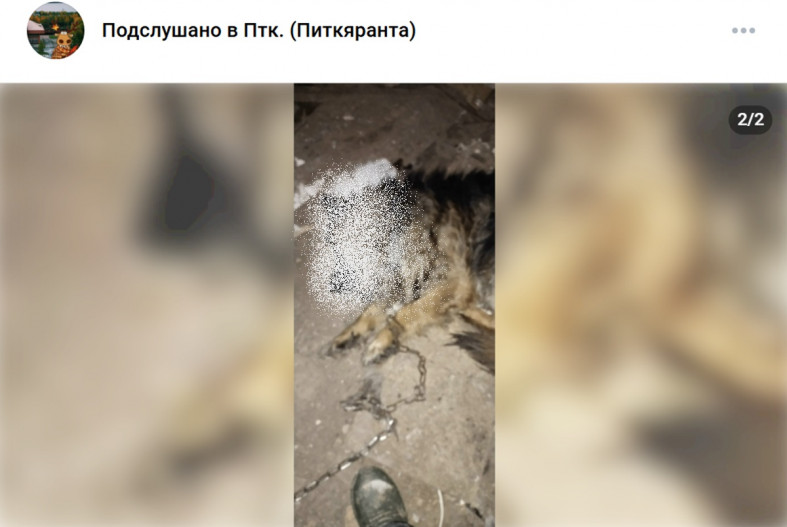 отравленная собака