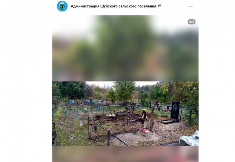 спиленное дерево