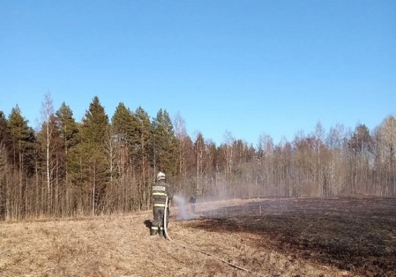 тушение травы