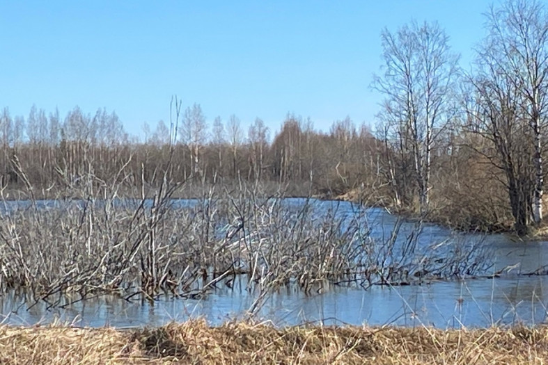 Пруды зарастают