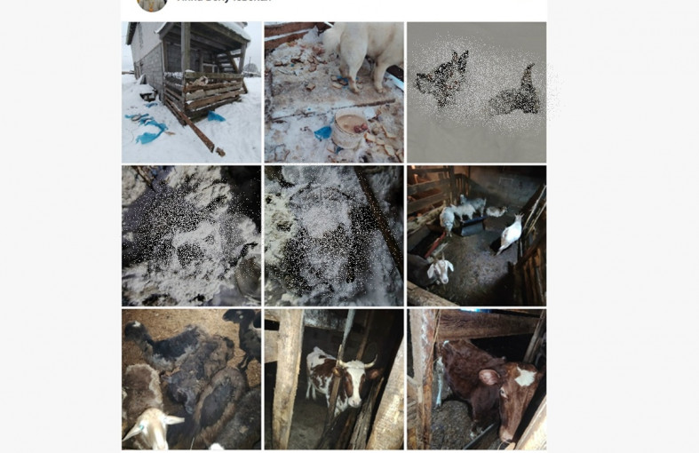 трупы животных