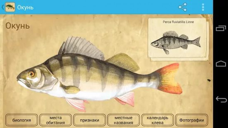 Включи программу рыба. Приложение Планета рыб. Рыба МТС. Application riba.
