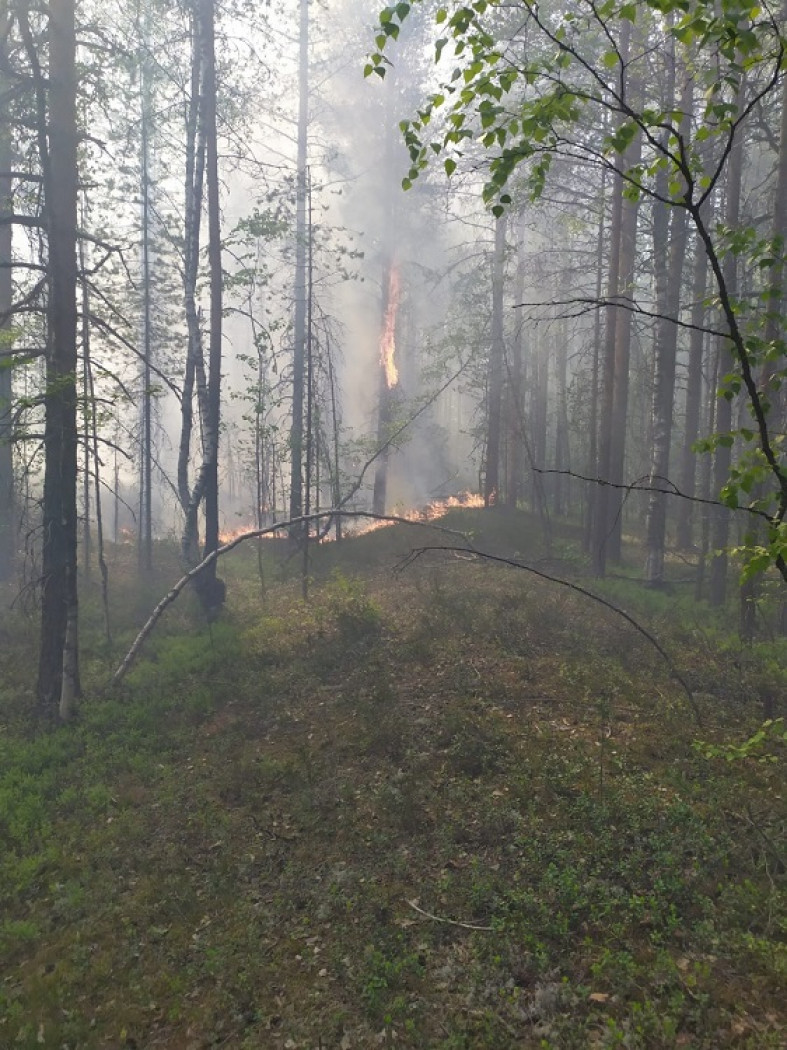 Лесной пожар в Карелии больше 4 часов тушили с помощью поезда | 14.06.2023  | Новости Петрозаводска - БезФормата