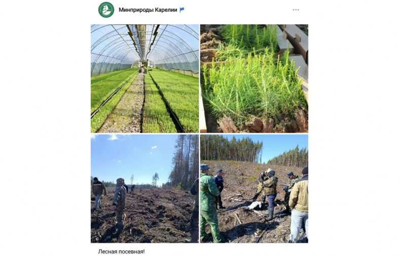 минприроды деревья