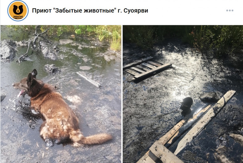 собака в битуме