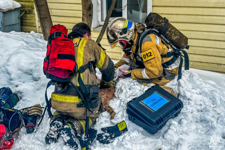 пожарные спасают собаку