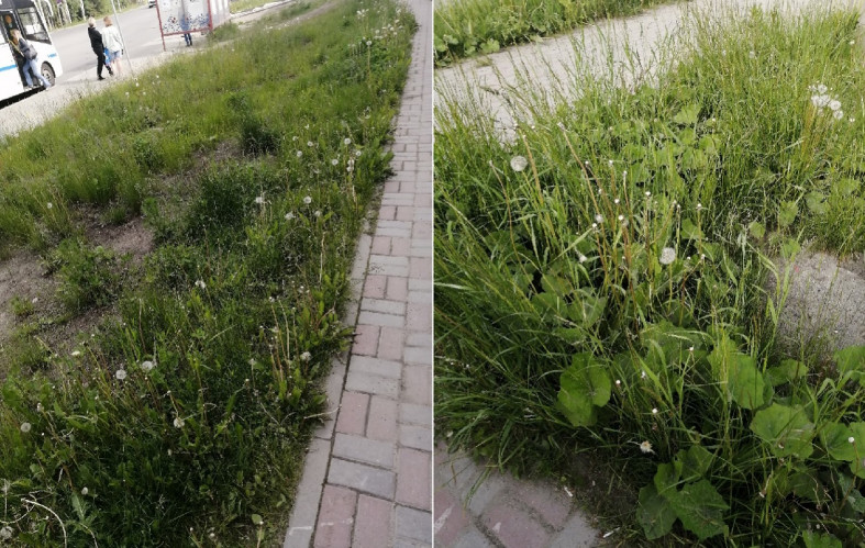 сорняки