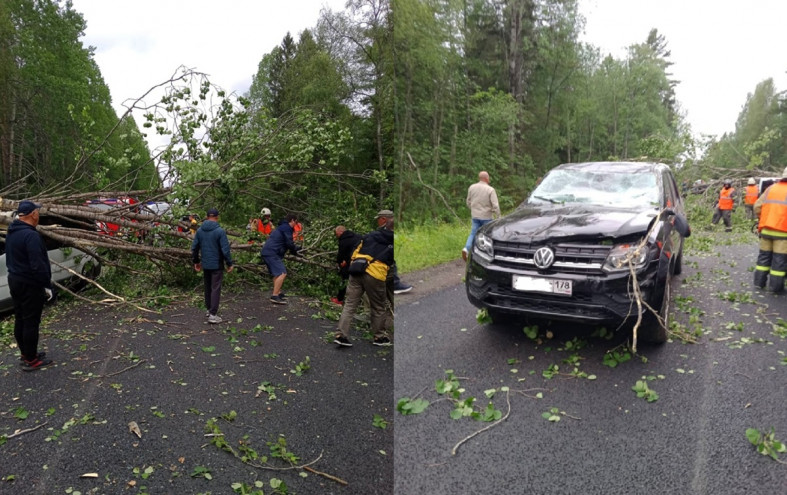упавшее дерево