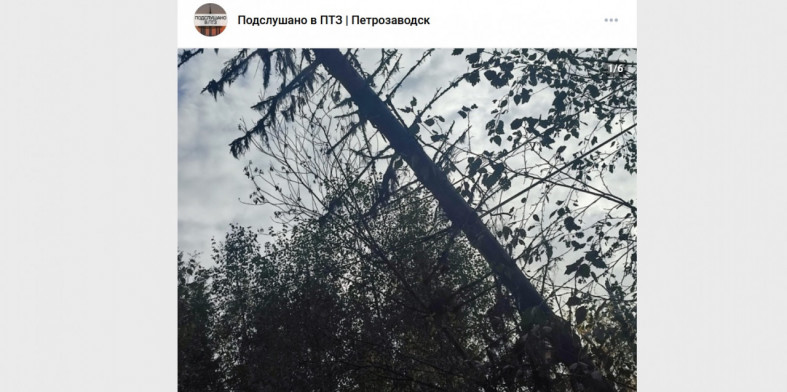 дерево