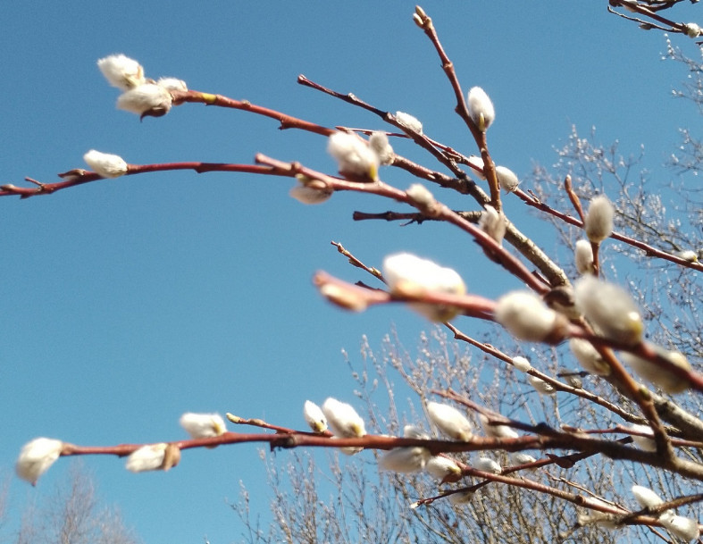 верба Ирина Теплоухова