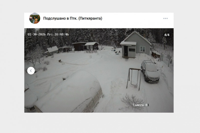 волки на участке