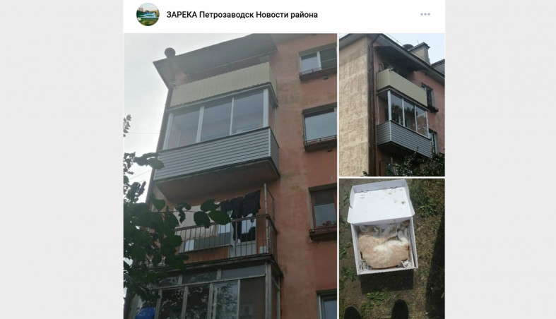 погибший котенок