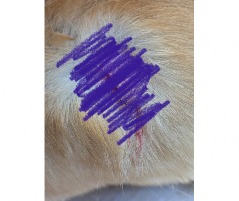 рана у собаки