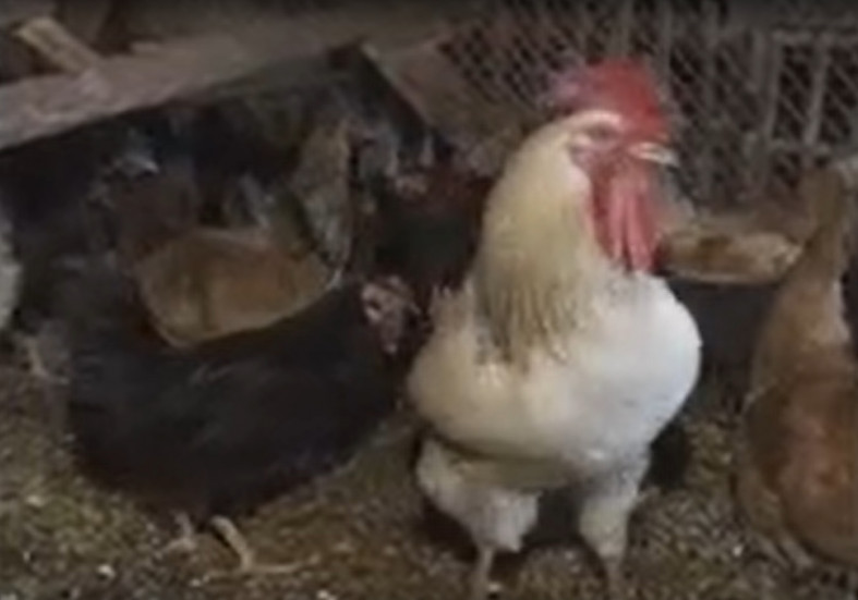 петух и курицы