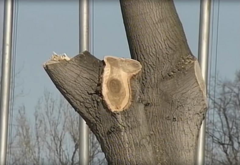 обрезанный тополь