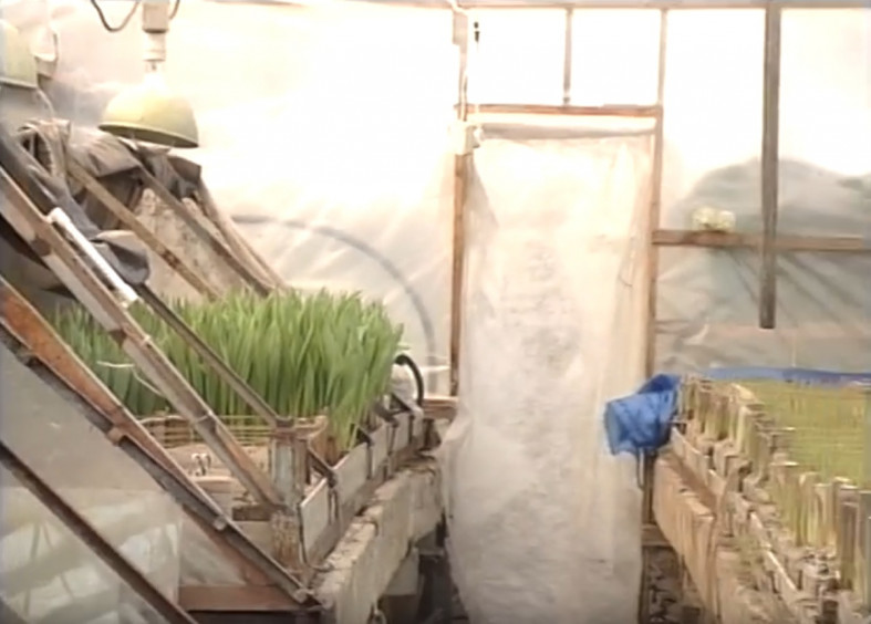 теплицы_урожай