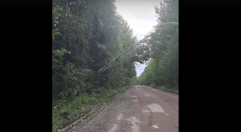упавшее дерево