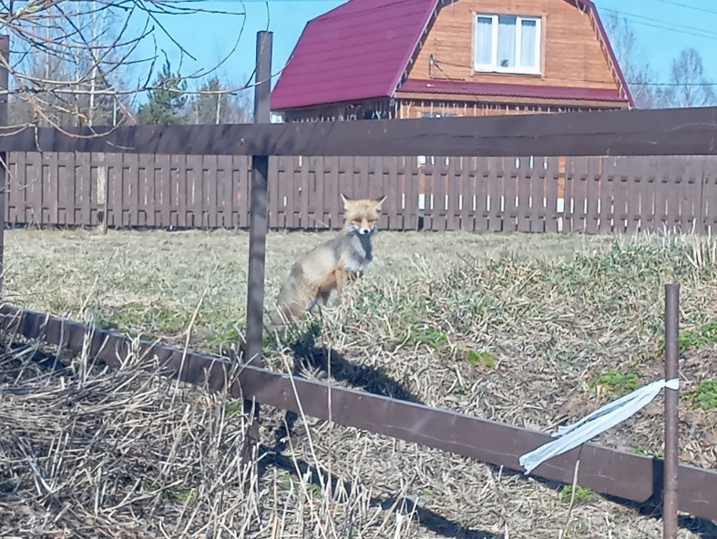Лиса в деревне