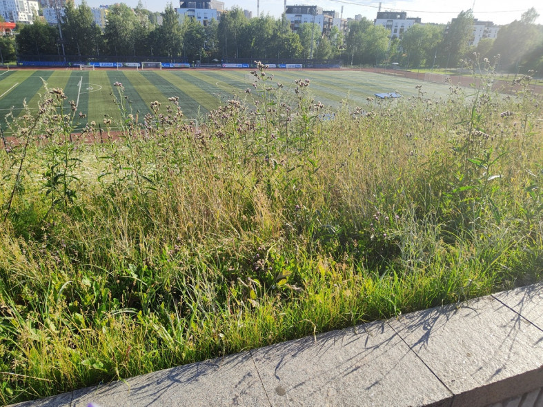 трава_у_Юности