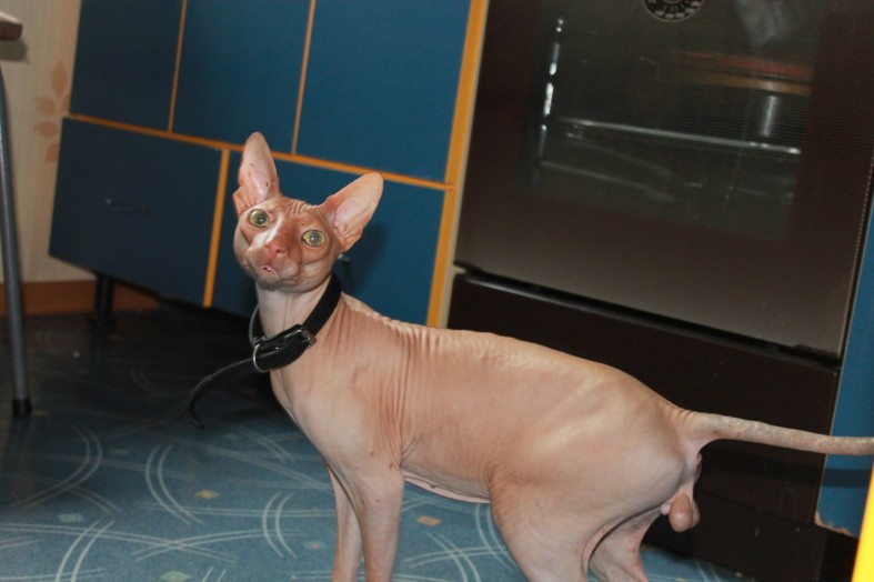 в каком возрасте кастрировать сфинкса. в каком возрасте кастрировать сфинкса. донской кастрированный сфинкс. кот сфинкс мальчик. кастрированный кот сфинкс.