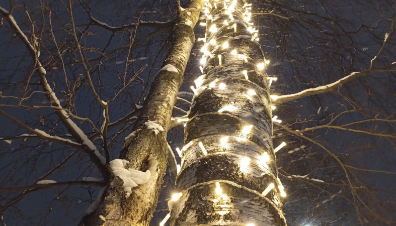 гирлянда на березе