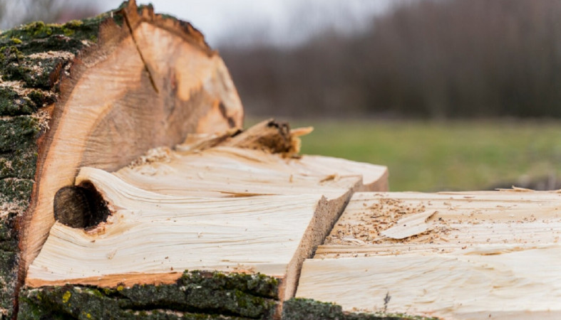 часть дерева