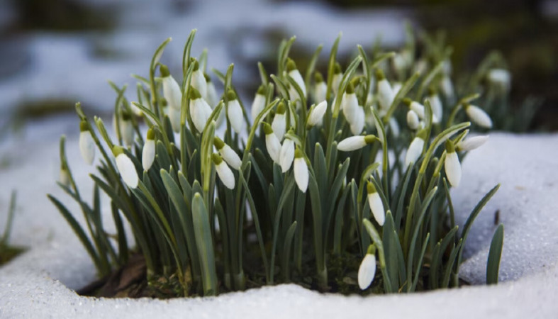 подснежник