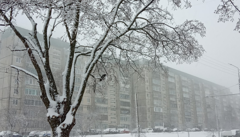 ворона на дереве