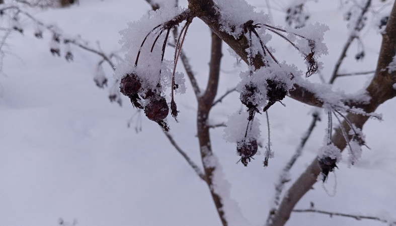 дерево зимой