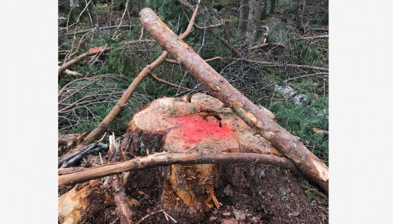 рубка рубка