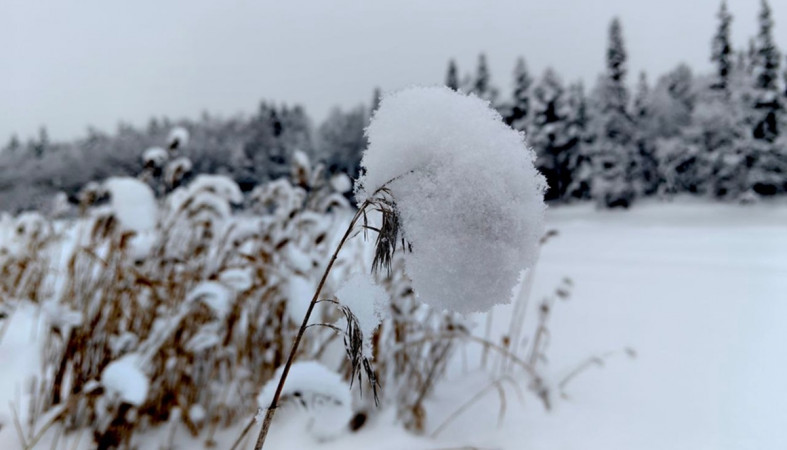 трава в снегу трава в снегу